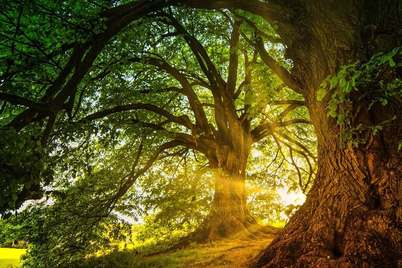 Enchanted Greenery