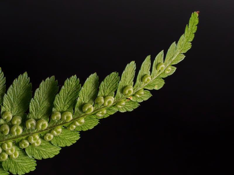 Crystal Fern