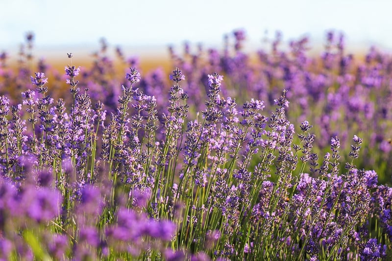 Enchanted Bloom