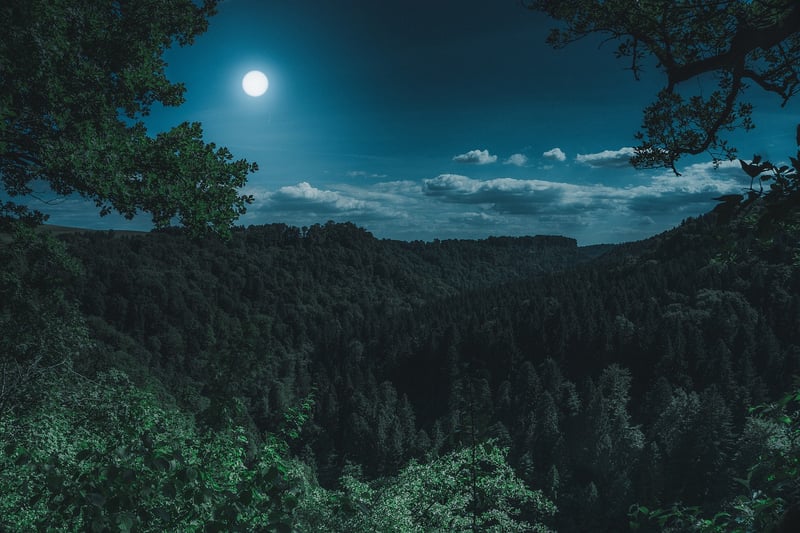 Enigmatic Moonflower