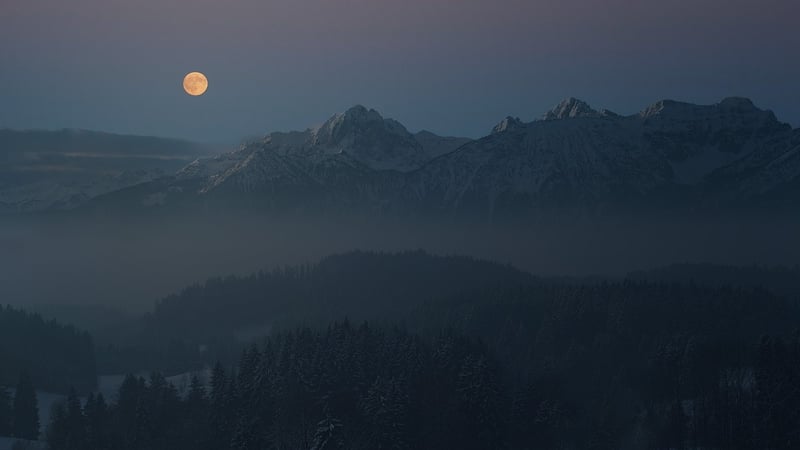 Moonlight Forest