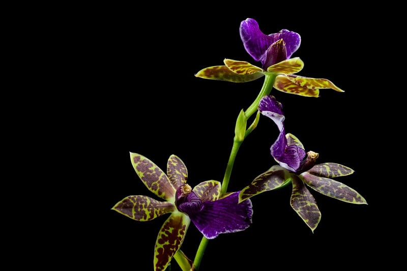 Enchanted Orchid